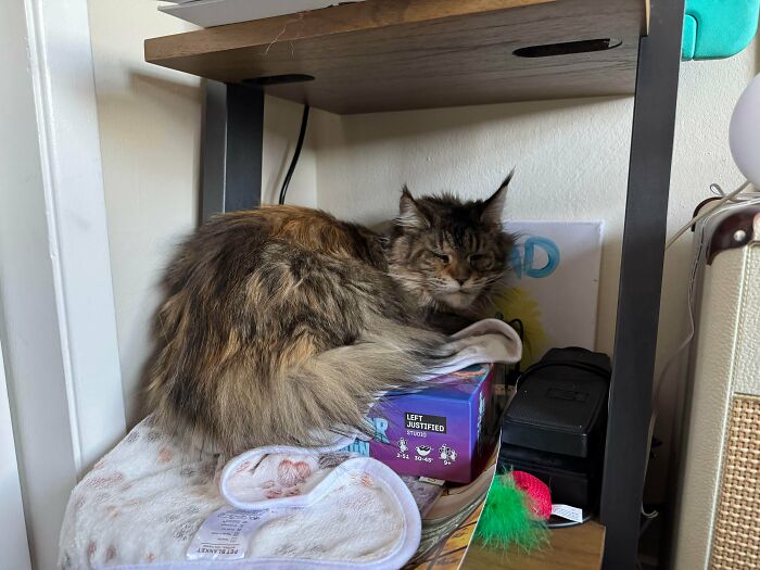 Fostering a Real Maine Coon — Big Cat Energy All Day