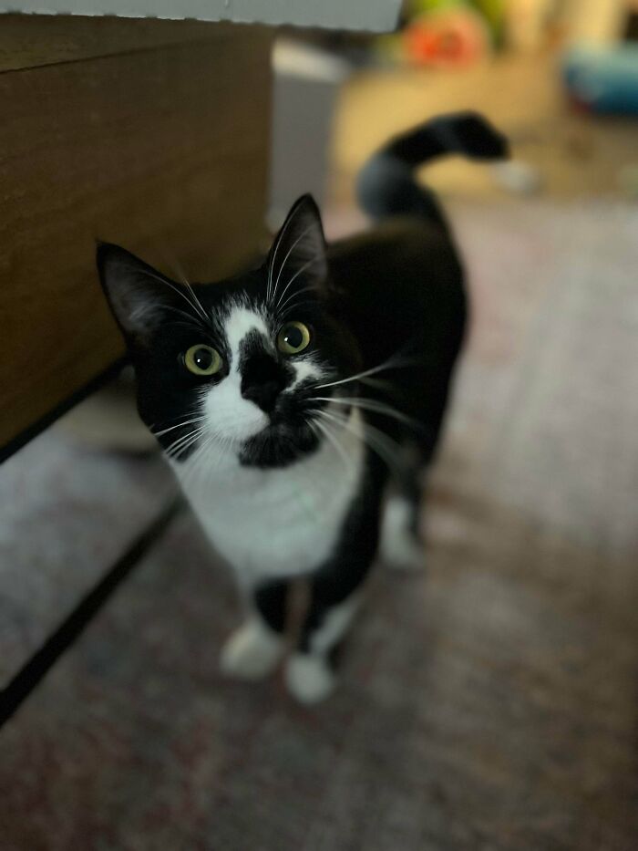 I’m Never Fostering Again—Said No One Ever