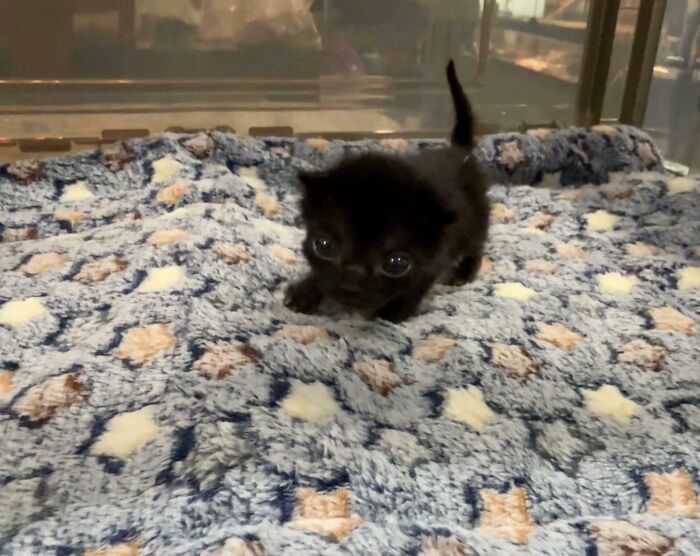 Nibblet Update: Dealing with Trapped Gas in My 3-Week-Old Kitten