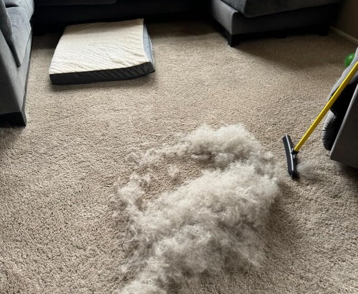Pet Hair Rubber Broom: The Ultimate "What Dog?" Alibi for Your Floors