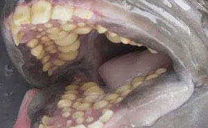 Wait, They Actually Shared These Wild Stories?! 40 Truly Bizarre Tales to Make Your Day
