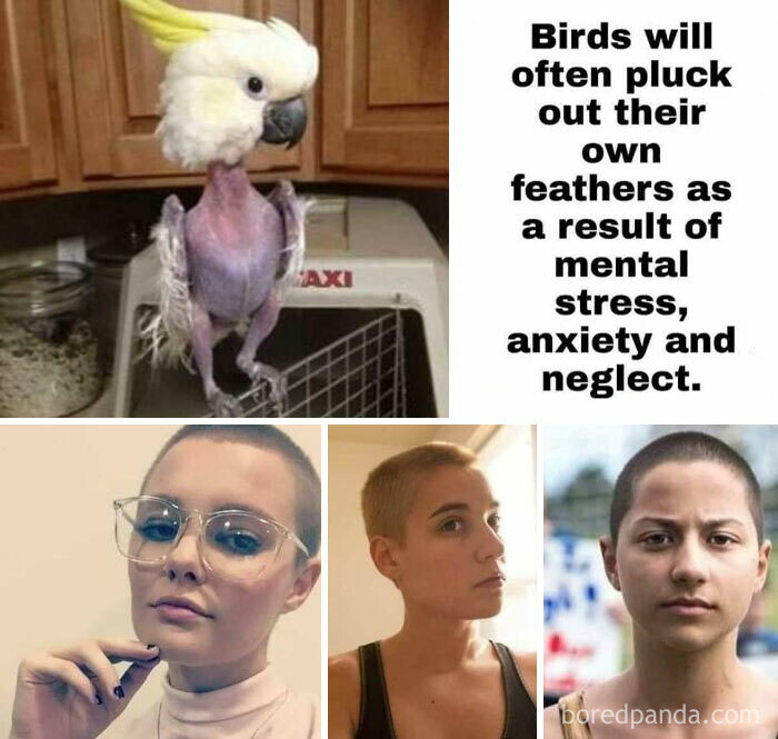 Today’s Lesson: Comparing Women To Birds, Because Why Not