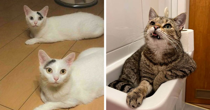 Wait Till You See These Cats Being Total Goofballs!
