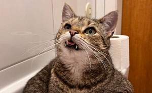 Wait Till You See These Cats Being Total Goofballs!
