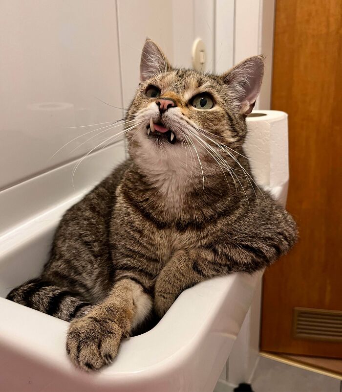 This Cat Treats Our Tiny Sink Like a Fancy Bar Seat—That Arm Pose tho!