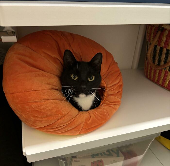 Disco Keeps Sneaking Into My Son’s Closet—Apparently the Pumpkin Costume is Comfier Than Anywhere Else