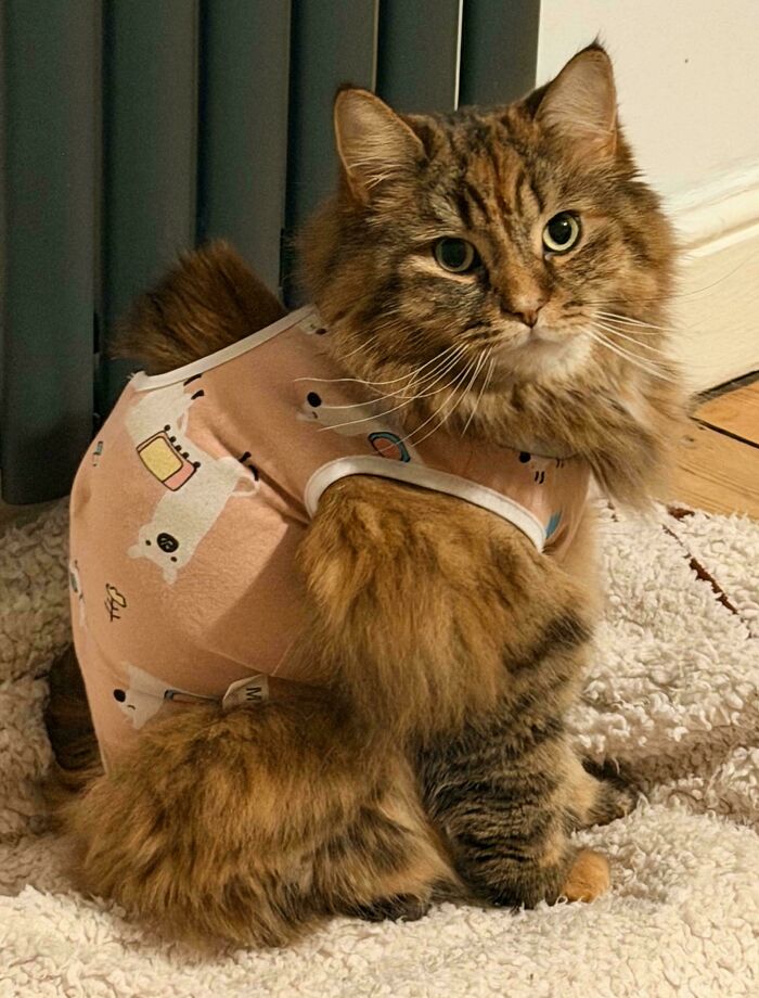 Wait Till You See These Cats Being Total Goofballs!