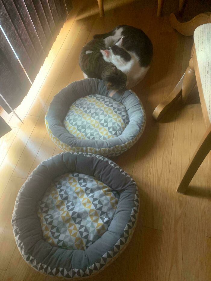 Wait Till You See These Cats Being Total Goofballs!