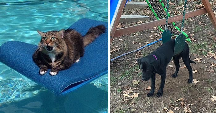 Oops! 50 Animals Who Totally Nailed the ‘Getting Stuck’ Challenge