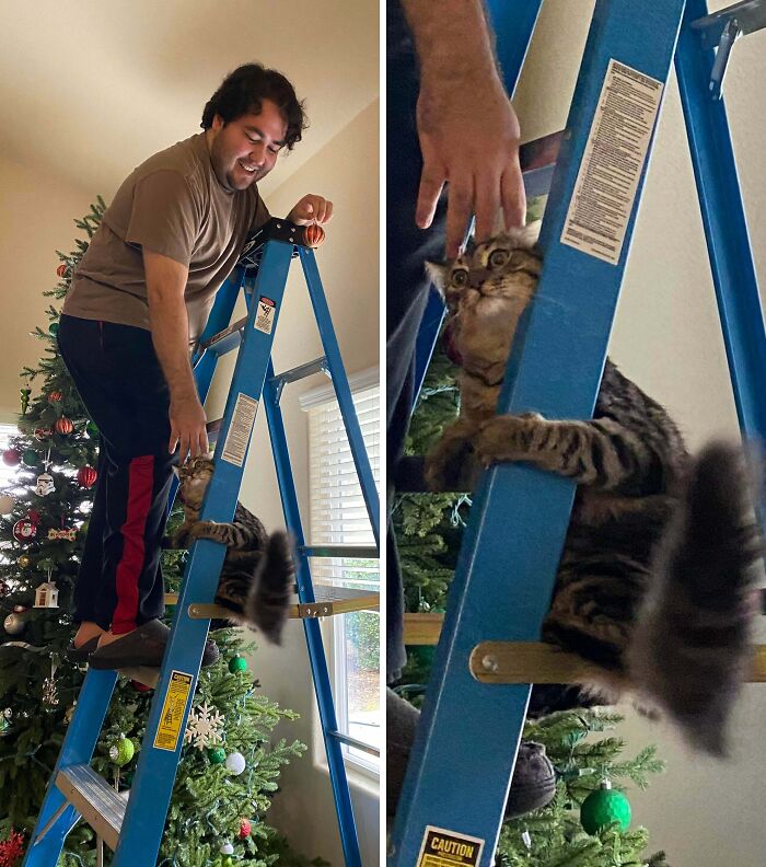 Indoor Cat Meets Heights... Instant Regret Ensues