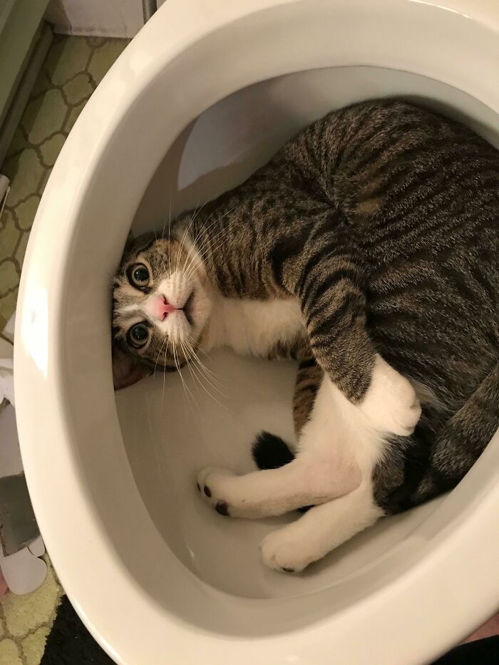 Dad Left For 5, Came Back To This Toilet Trouble