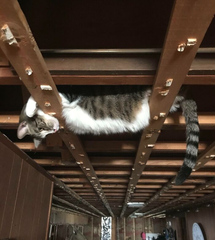Basement Makeover Interrupted By Cat in a Ceiling Tile