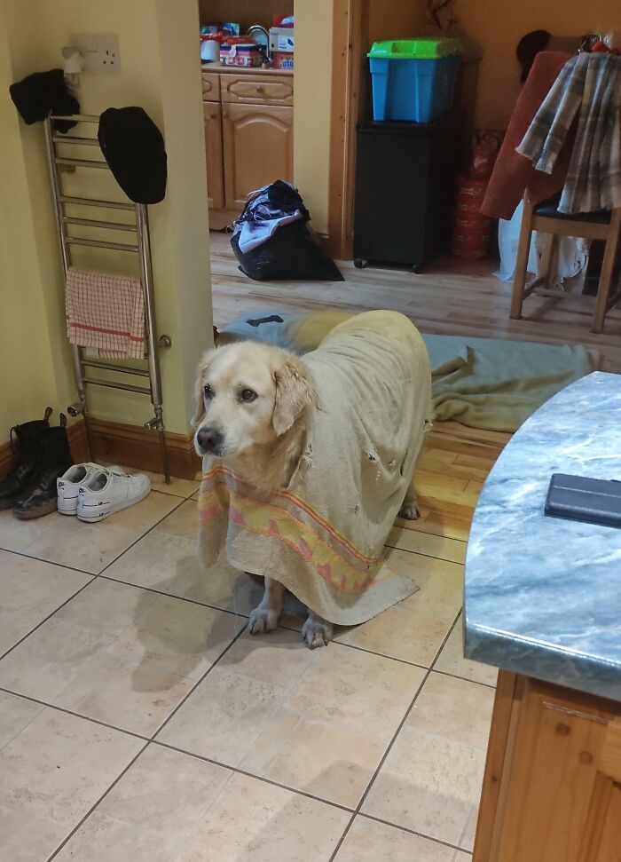 Dog Chewed Hole in Towel, Now Rocking It Like a Fashion Statement