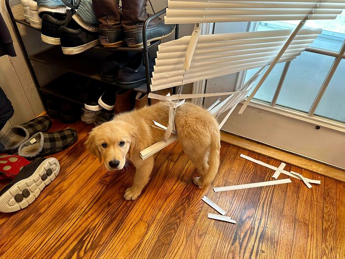 Oops! 50 Animals Who Totally Nailed the 'Getting Stuck' Challenge