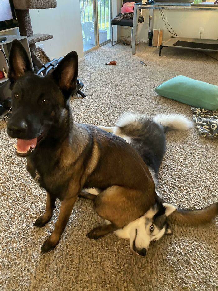 Oops! 50 Animals Who Totally Nailed the 'Getting Stuck' Challenge