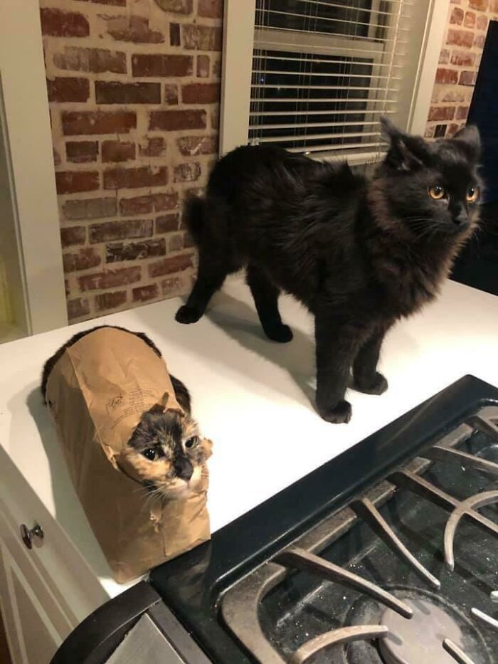 Oops! 50 Animals Who Totally Nailed the 'Getting Stuck' Challenge