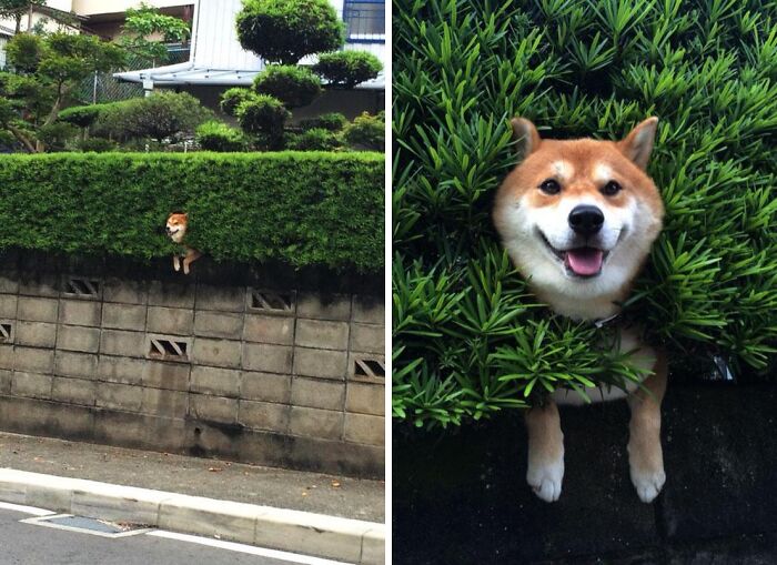 Oops! 50 Animals Who Totally Nailed the 'Getting Stuck' Challenge