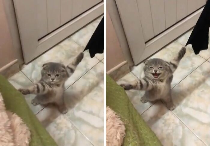 Oops! 50 Animals Who Totally Nailed the 'Getting Stuck' Challenge