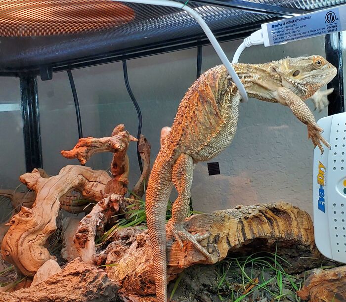 Oops! 50 Animals Who Totally Nailed the 'Getting Stuck' Challenge