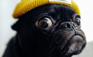 Pets Who Clearly Hit Their Limit With 2025