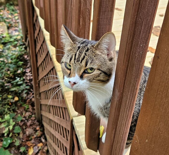Counting Down The Kimchi Eyerolls Like A True Pro