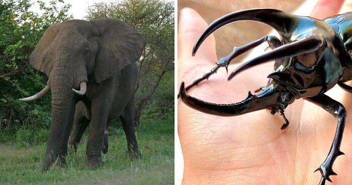 The 12 Wildest Strongest Animals That Will Blow Your Mind