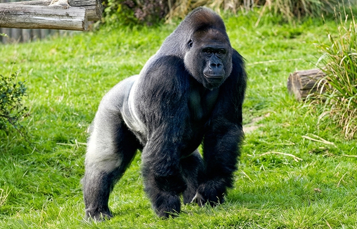 Silverback Gorilla - The Jungle Hulk