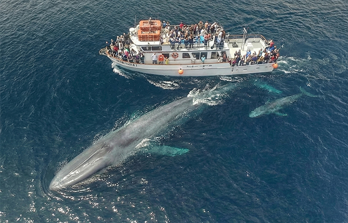 Blue Whale - The Ocean Giant
