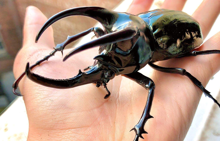 Rhinoceros Beetle - The Armored Lifter