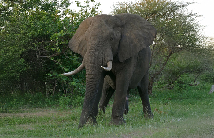 African Bush Elephant - The Tree Uprooter