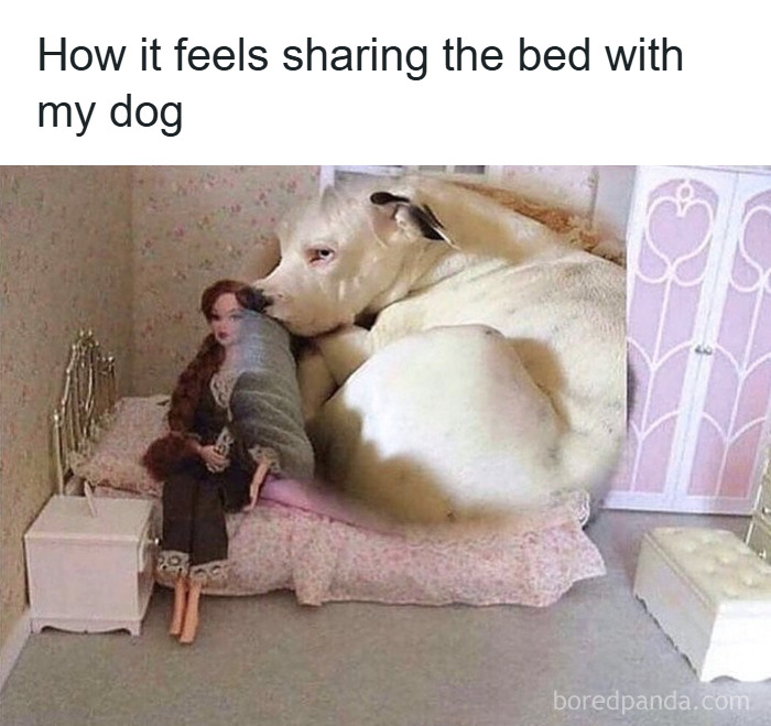 Zoom Meeting? More Like Nap Time