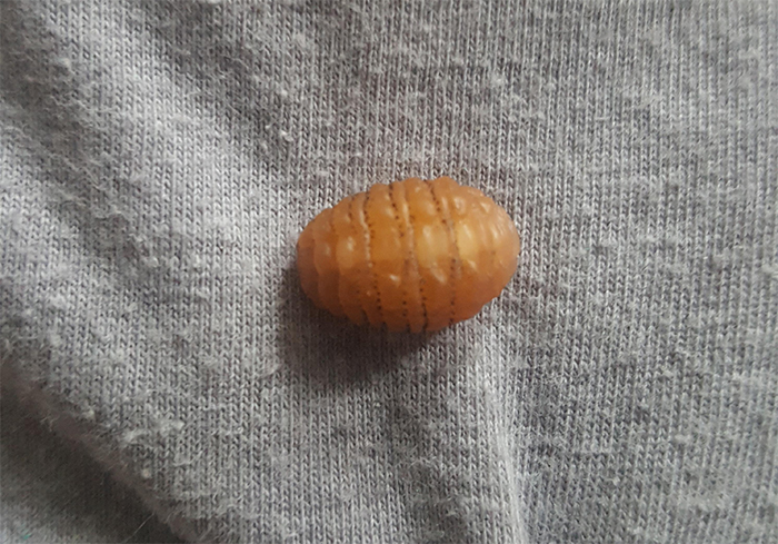 Wait, Dentists Have Seen THIS?!