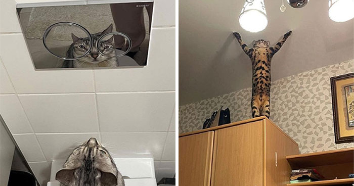 Pets Doing What They Do Best: Being Hilariously Adorable