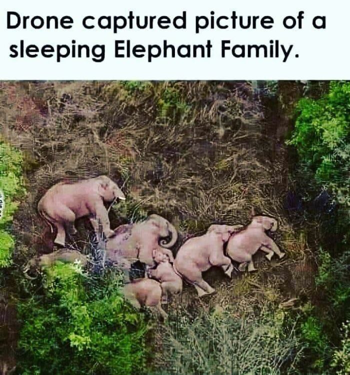 Pets Doing What They Do Best: Being Hilariously Adorable