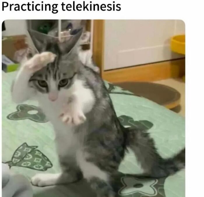 Pets Doing What They Do Best: Being Hilariously Adorable