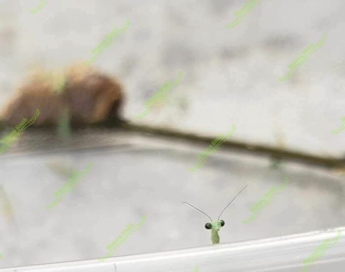 Pets Doing What They Do Best: Being Hilariously Adorable