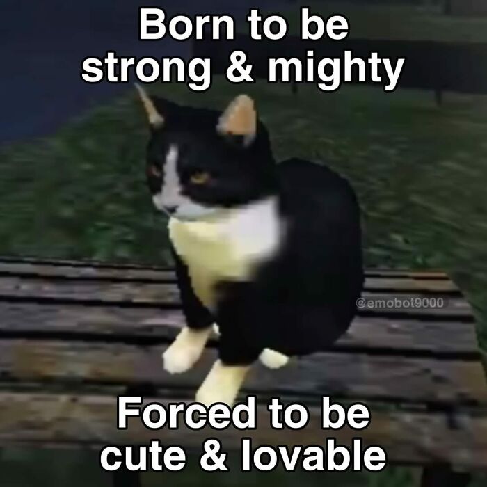 Pets Doing What They Do Best: Being Hilariously Adorable