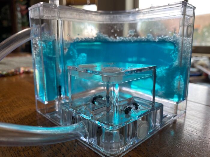 Let Your Friend Become The Tiny Monarch They Were Born To Be With This Ant Farm Castle Kit