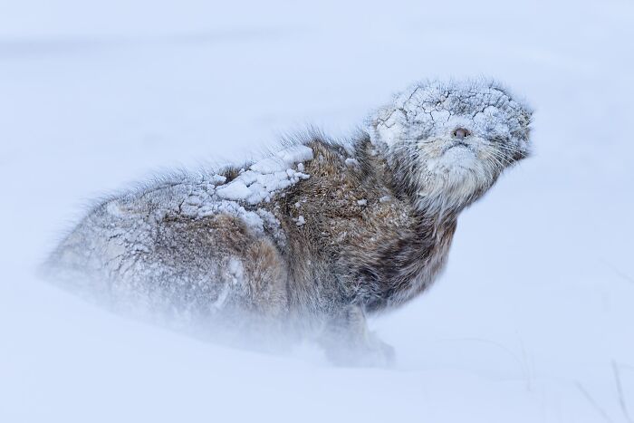 Special Mention Animal Portraits: "Shrouded In Snow"