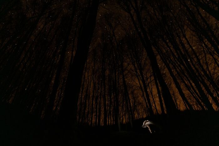 Runner-Up Wildscape & Habitat: "The Night Of The Badger"