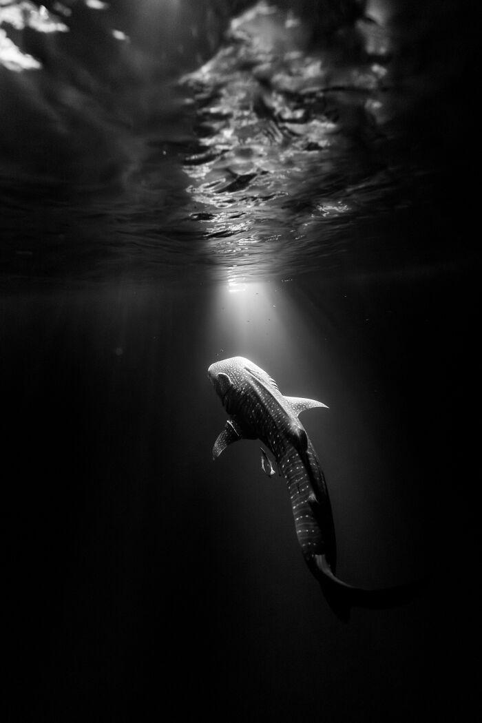 Special Mention Animal Portraits: "Stars Beneath The Waves"
