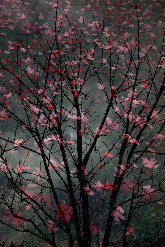 Special Mention Creative Nature: "Falling Colours"