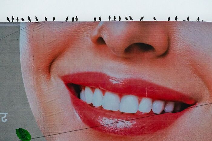 Special Mention Coexistence: "Birds With A Smile"