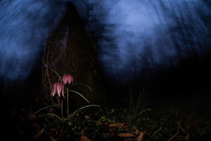 Special Mention Creative Nature: "Fritillary At Dusk"