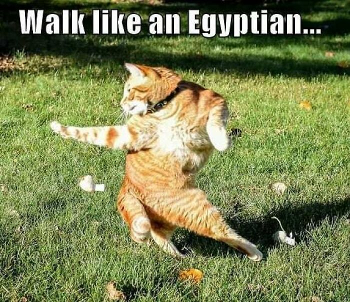 50 Ancient Egypt Memes That Are Way Funnier Than Your History Class