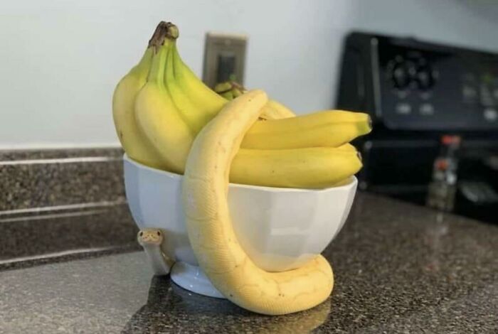 Forbidden Banana Alert!