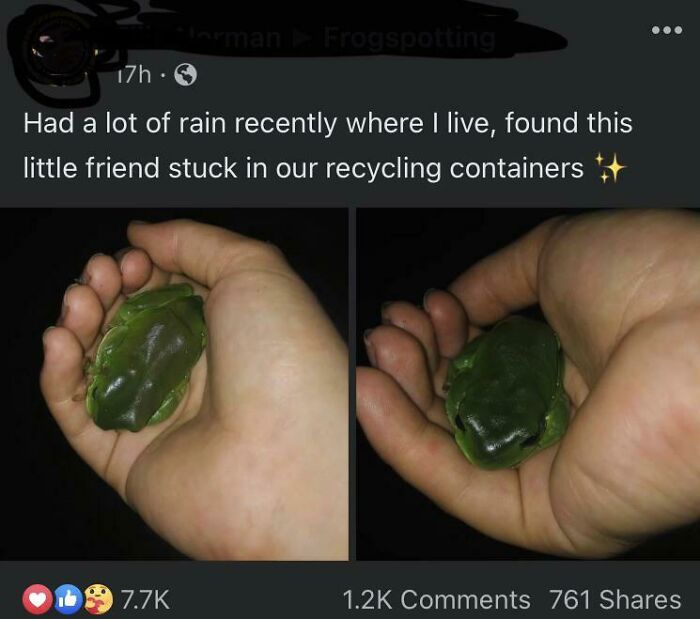 Forbidden Gummy Frog? Nope, Just a Frog Imposter