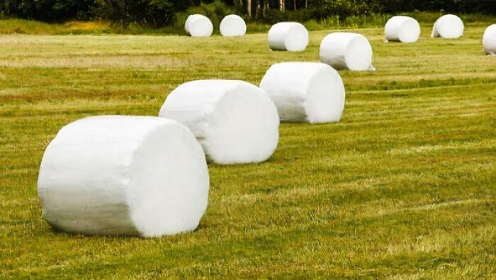 Forbidden Marshmallows or Something Way Less Tasty?
