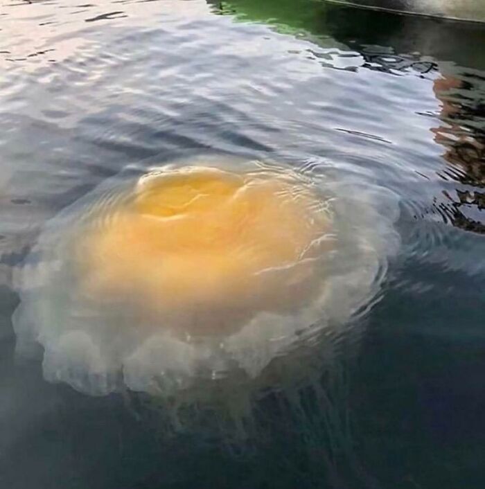 Forbidden Egg That’s Just Faking It