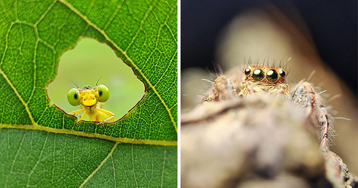 Wait, You Can Take Mind-Blowing Insect Pics With Just a Phone? Yup!